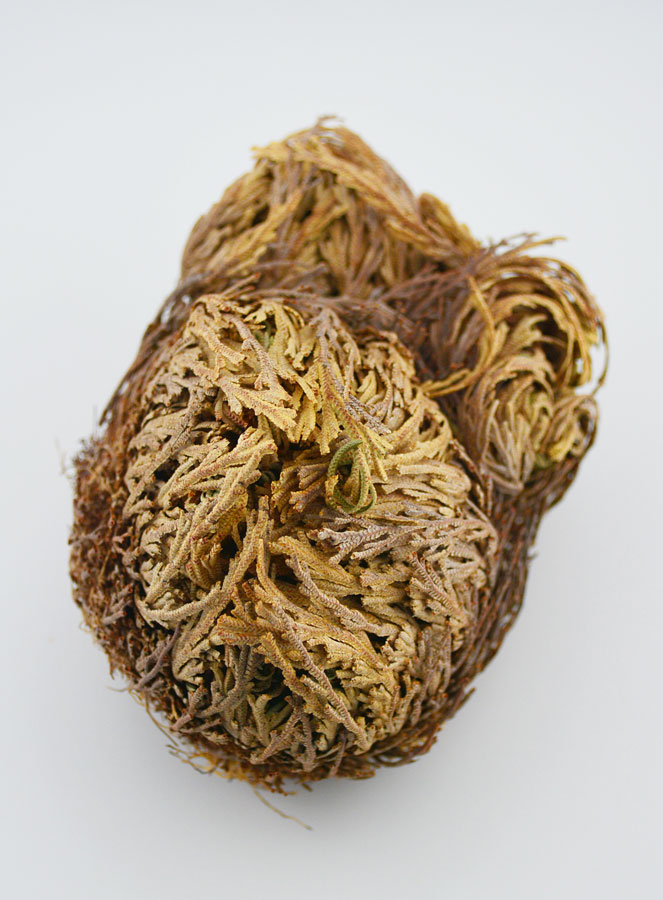 Rose de Jéricho 30g - Plante de Résurrection (pic 2)