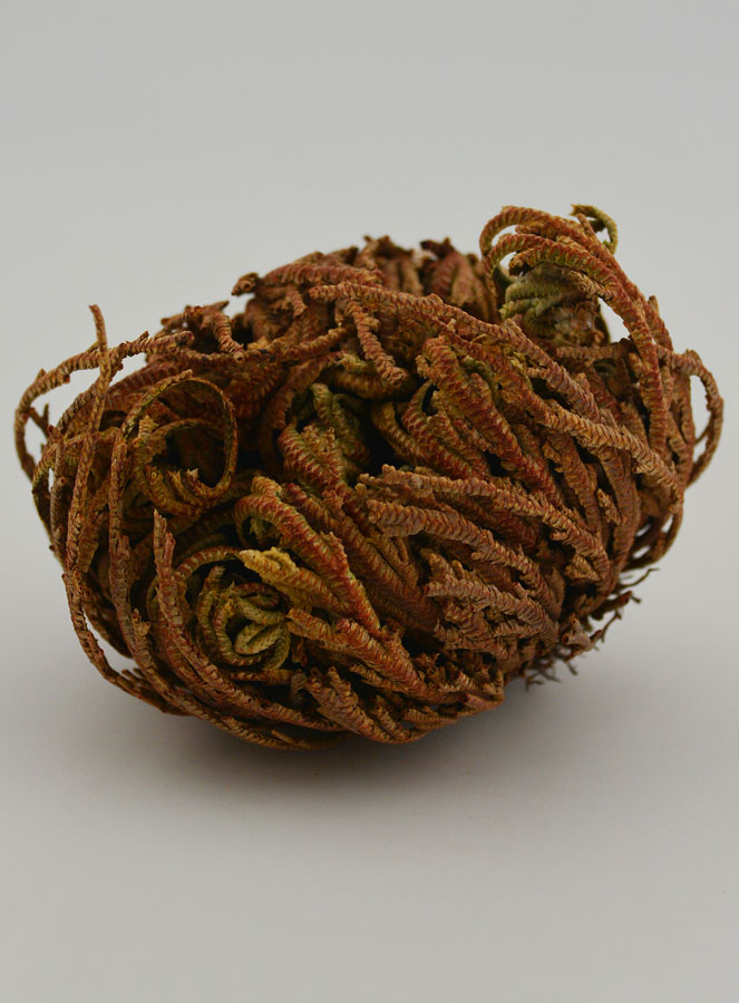 Rose de Jéricho 10g (pic 2)